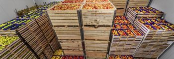 Fruits in crates ready for shipping. Cold storage interior. Fruits in crates ready for shipping. Cold storage interior.